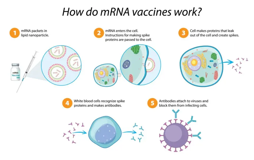 Diagram: how mRNA vaccines work