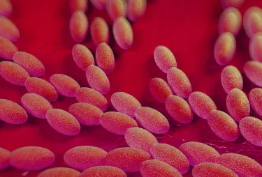 Publication-Graphic-acetic-acid-bacteria-1700x1150px.jpg